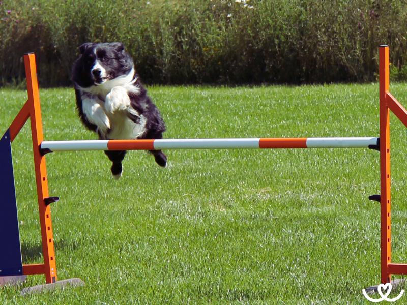 Coursing-zkousky-a-trenink (6)
